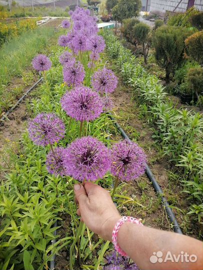 Лук декоративный