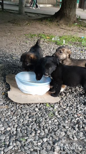 Щенки в добрые руки