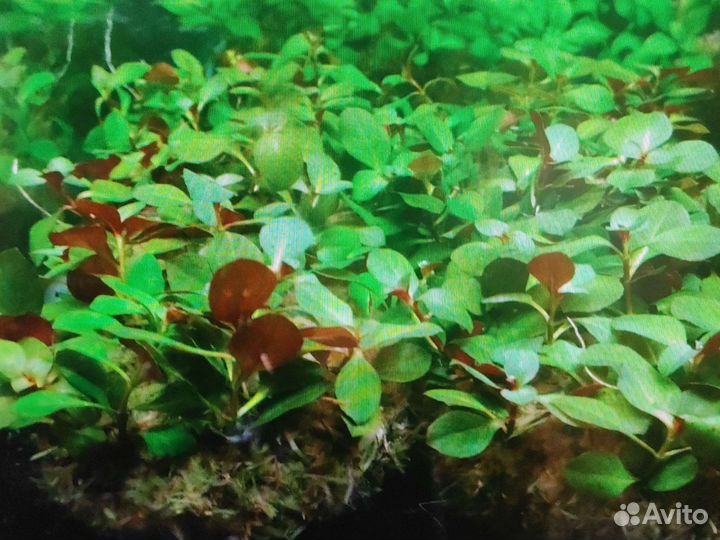 Людвигия ползучая на питательной кочке