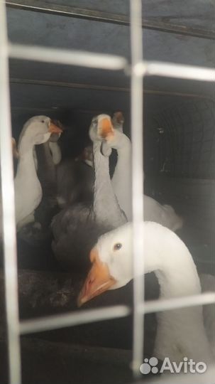 Гуси серые