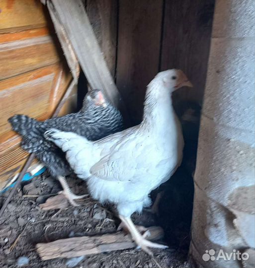 Куры несушки