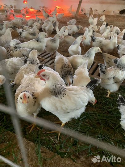 Продажа молодых петушков и курочек Адлерская сереб