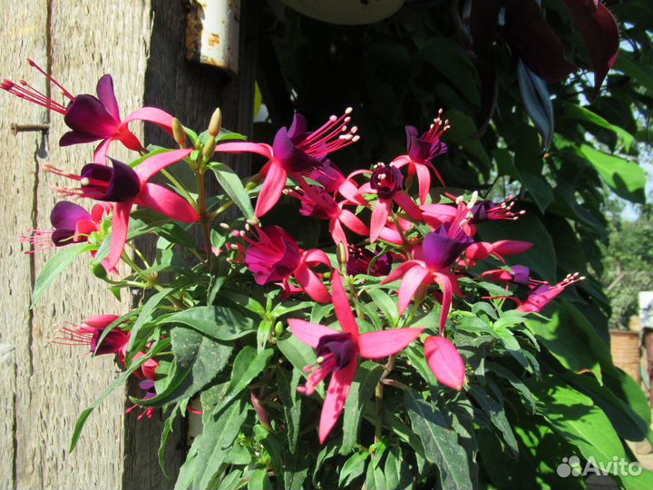 Карликовые фуксии