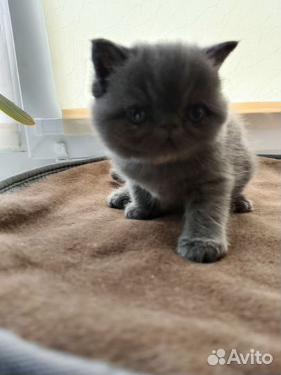 Бронь котенок экзот