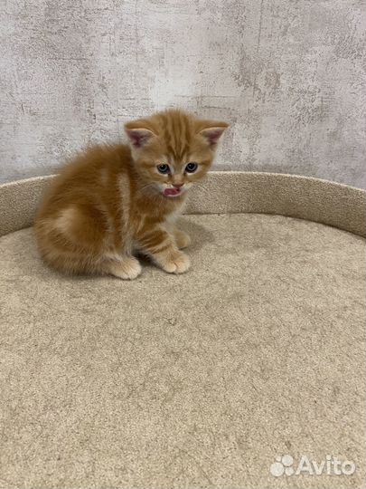 Шотландские котята