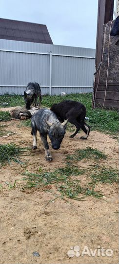 Волкособы щенки