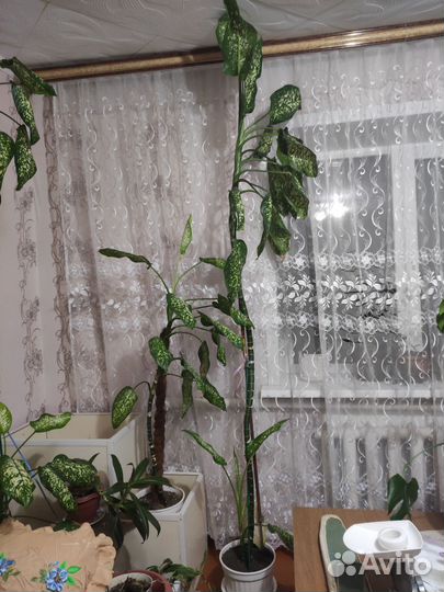 Диффенбахия