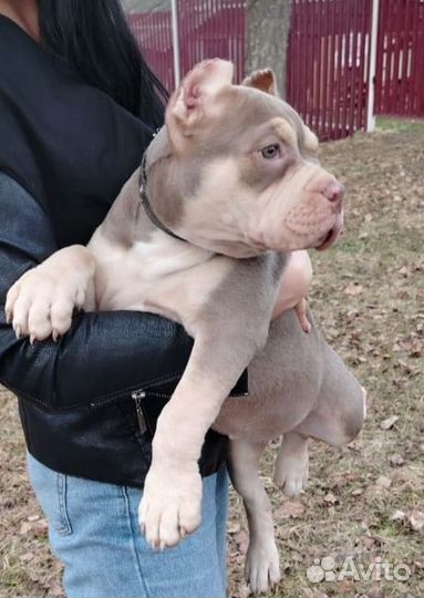 Американский булли