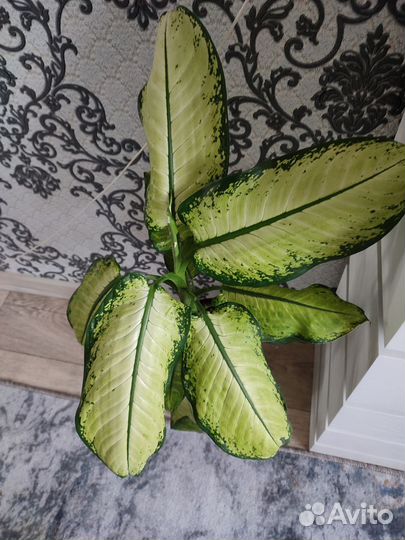 Диффенбахия