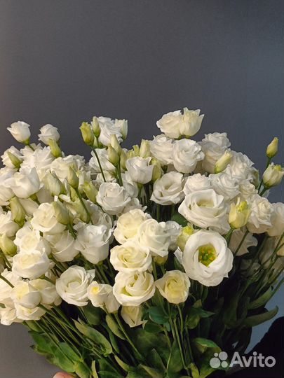 Эустома Букет эустом 3 5 9 11 25 31 шт