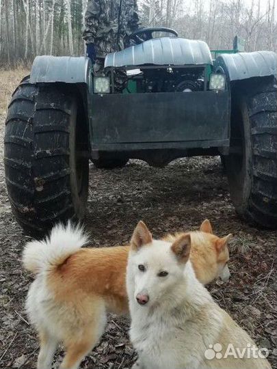 Западно сибирская лайка