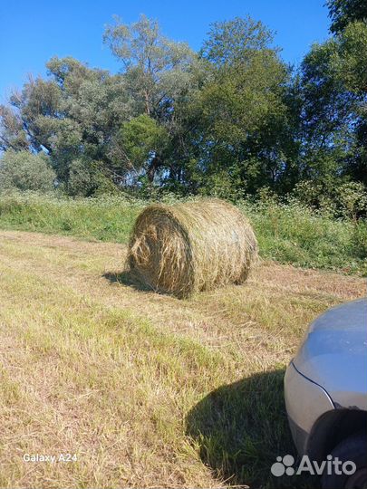 Продам сено в рулонах