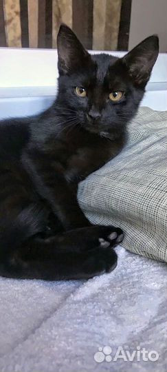 Ласковый котёночек Себастьян-3,5мес. ищет дом