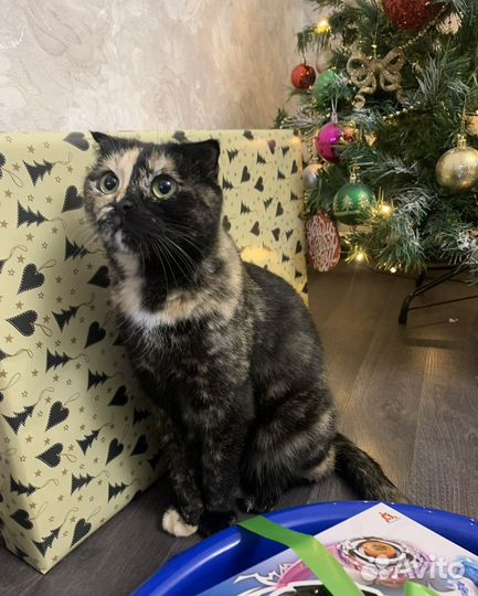 Кошки в добрые руки бесплатно