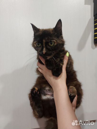 Кошка в дар бесплатно