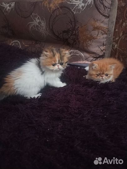 Персидские котята