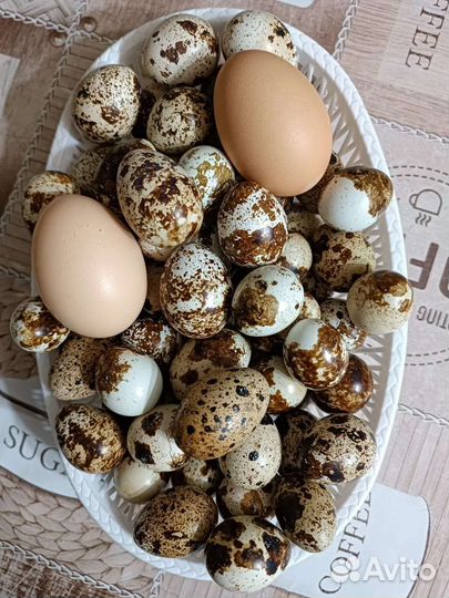 Перепела и перепелиные яйца