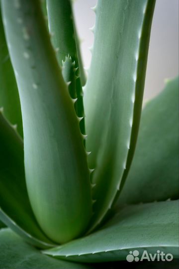 Алоэ Вера