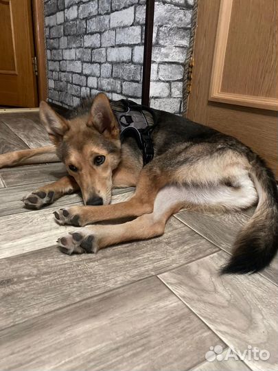 Щенок в добрые руки