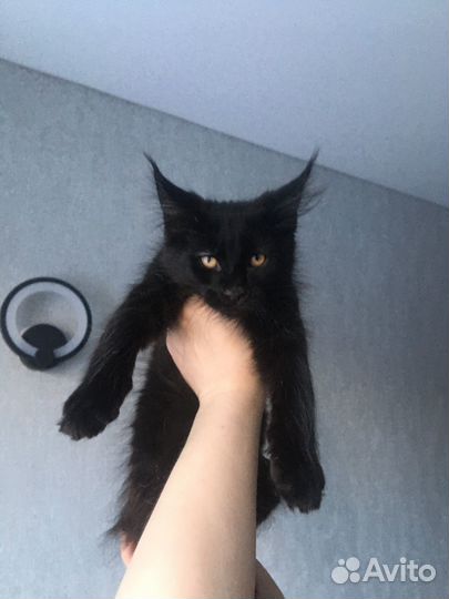 Котята мейн-кун