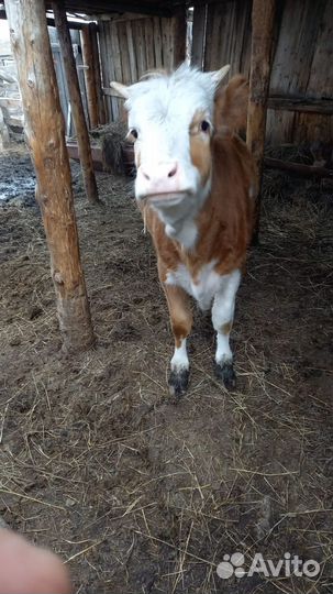 Телка 1 год