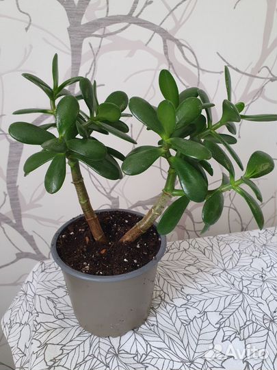 Крассула (толстянка, денежное дерево)