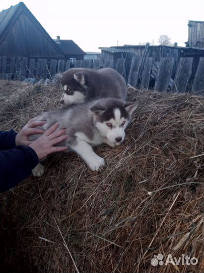 Сибирский хаски