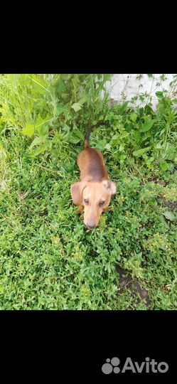 Собака в добрые руки отдам бесплатно