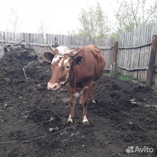 Продам телку