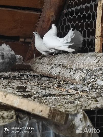 Продажа голубей