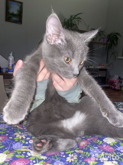 Молодой котик