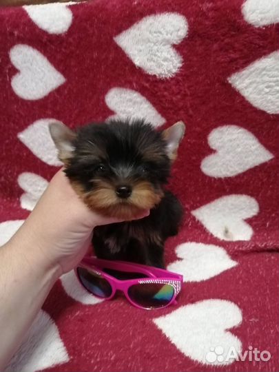 Йоркширский терьер мальчик