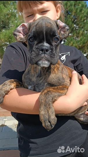 Щенки боксера