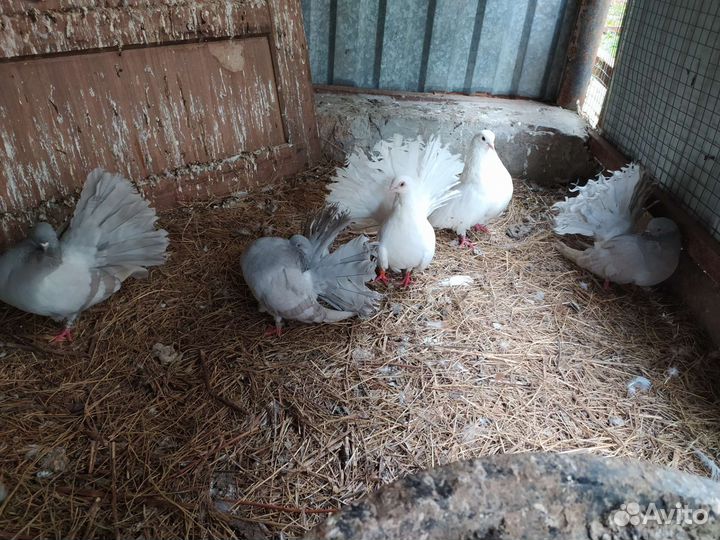 Статные голуби