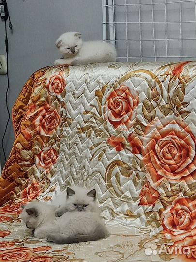 Вислоухие котята