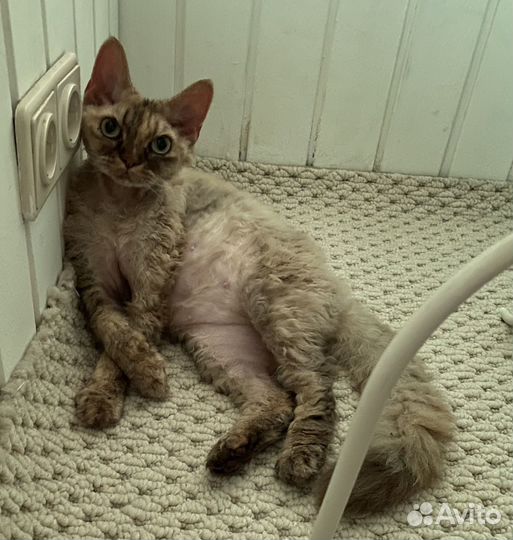 Девон-рекс в добрые руки