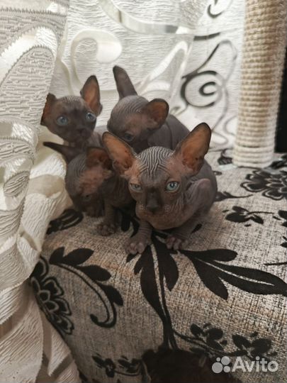 Канадский сфинкс котенок