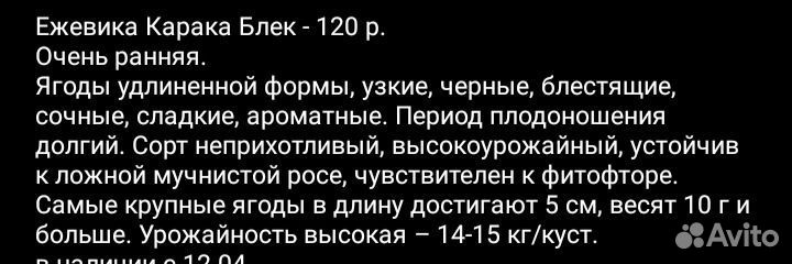 Ежевика Карака блек