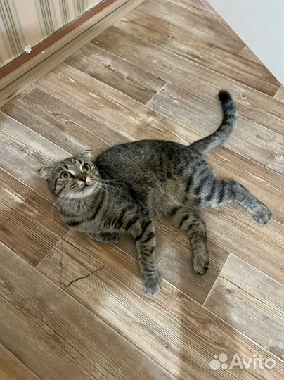 Кошечка вислоухая