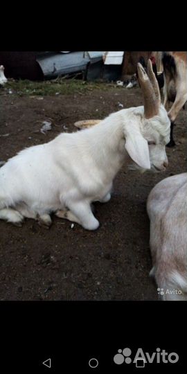 Козёл на племя