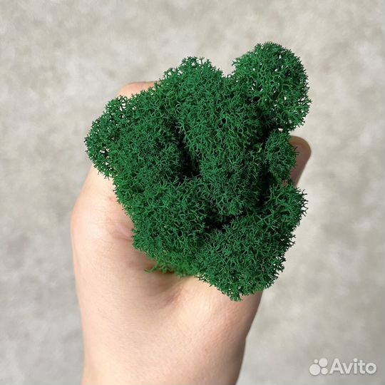 Стабилизированный мох, 500г, цвет Тёмно-зелёный