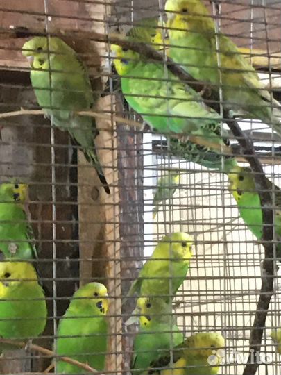 Волнистые попугаи