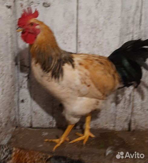 Куры петухи