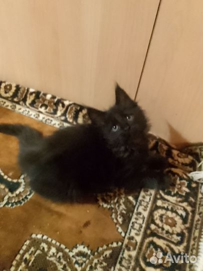 Котята мейн-кун