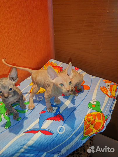 Канадский сфинкс котенок