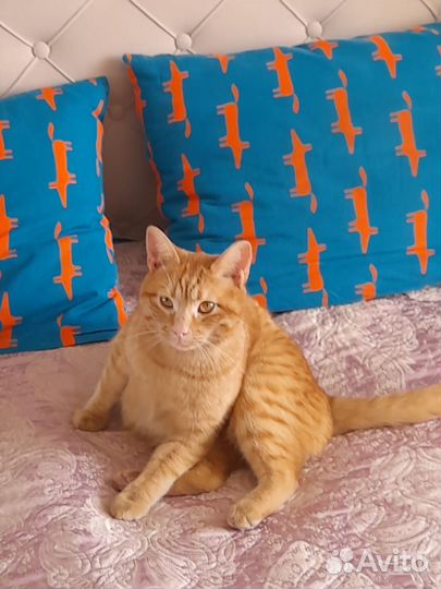 Рыжий котик