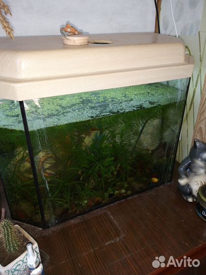 Аквариум