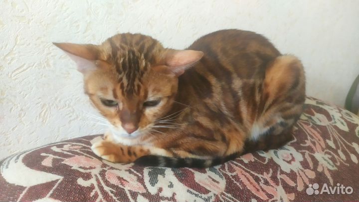 Бенгальская кошка