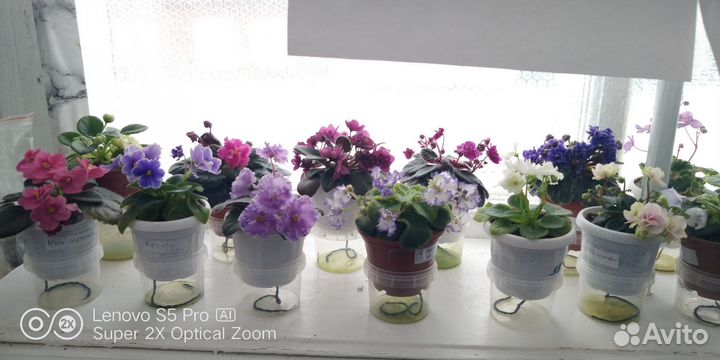 Фиалки и другие растения