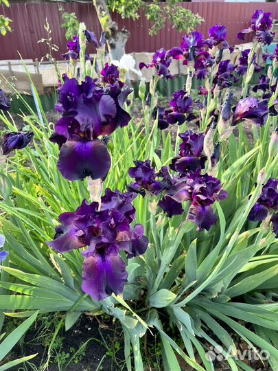 Ирисы бородатые
